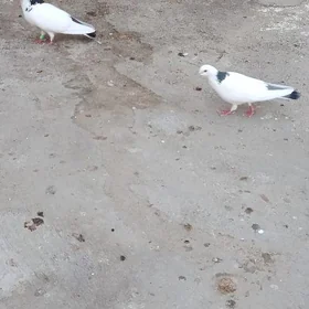 Kepderi