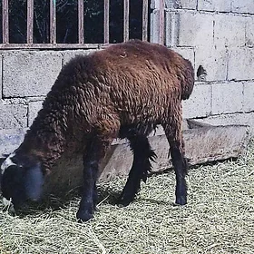 Kısar goc tokgul
