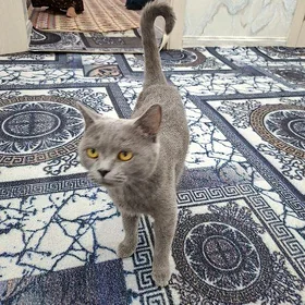 Pişik