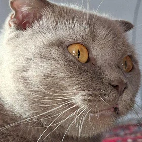 Pişik