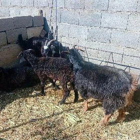 geçi