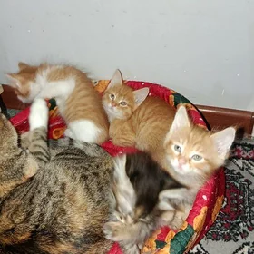 котята