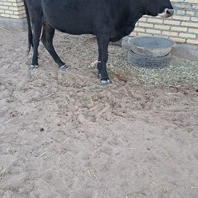 Sygyr