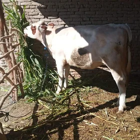 Ala sygyr