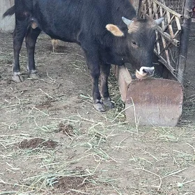 Öküz