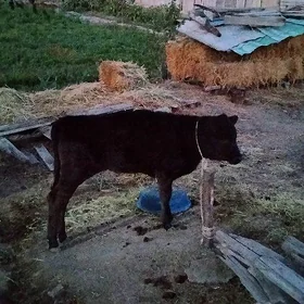 Tohum göle