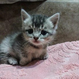 шотландский прямоухий котенок,