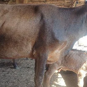 Arassa şiwet