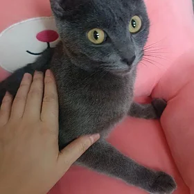 pişik