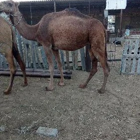 Köşekli düýe