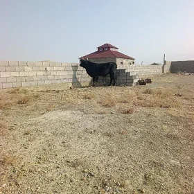ökuz
