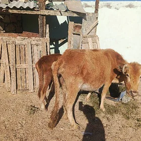 sygyr