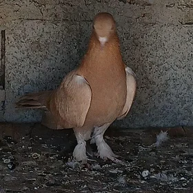 kepderi
