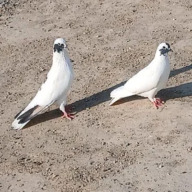 kepderi