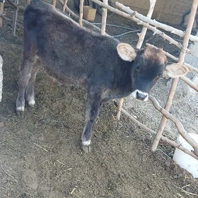 öküzçe