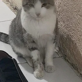 пишик кошка