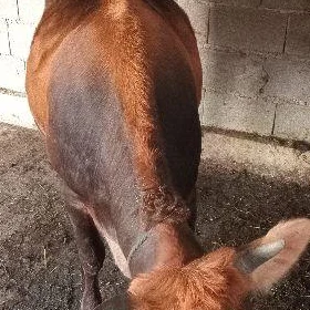 tüwe