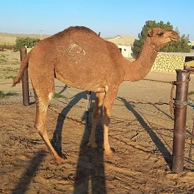 Dulç