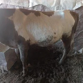öküz