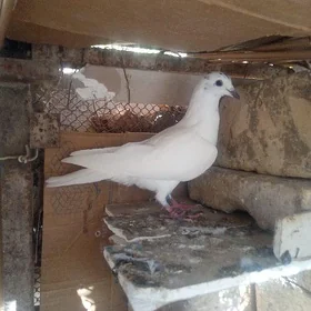 kepderi