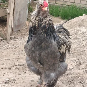 troýka towyklar