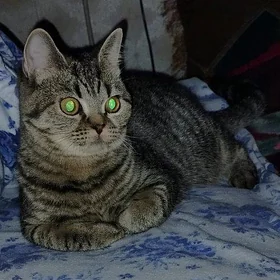 кошка