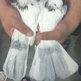 kepderi 
kepderi