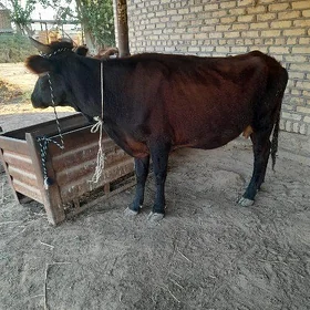 Boğaz sygyrlar