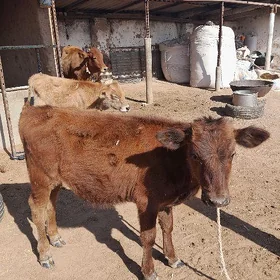 Meýdan Öküz