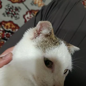 Paroda Pişik