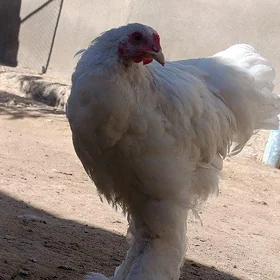 🐔BRAMALAR 🐓