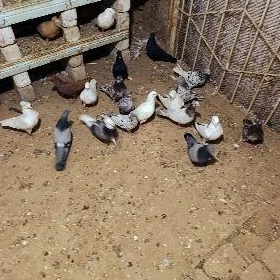 kepderi