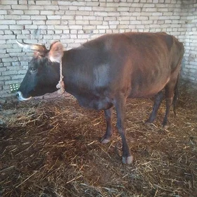 Bogaz sygyr