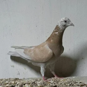 Kepderi
