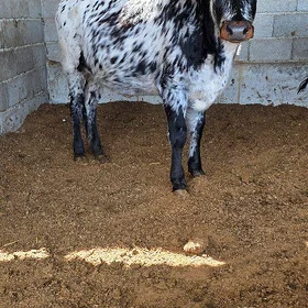 okuz we tuwe