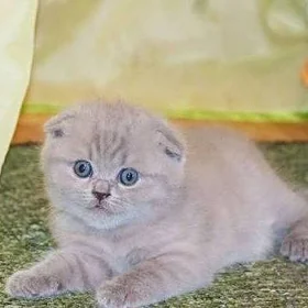 шотландцы