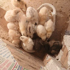 turkmen juje