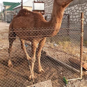 Дуйе