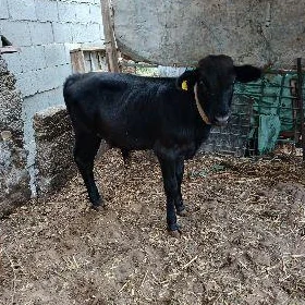 Okuzce Gole