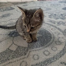 pişik