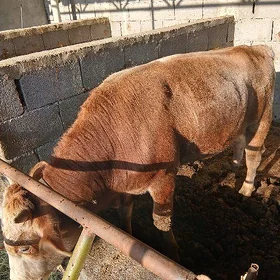 tohum Öküz