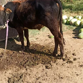 oküz