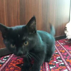 Pişik Garaja