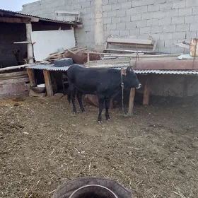 Öküz