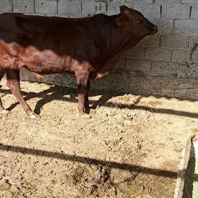 öküz