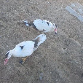 Induk 6aÿlyk induška 5 aÿlyk