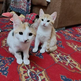 pisikler dobrye ruki котята