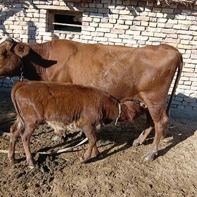 Göleli sygyr