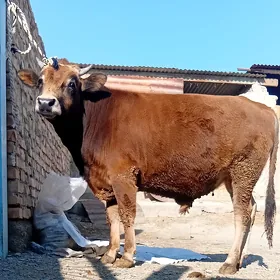 öküz