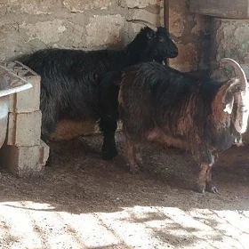 Geçi